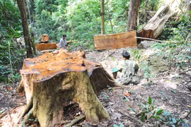 HĐND tỉnh Gia Lai: Giám sát công tác quản lý, bảo vệ rừng