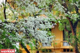 Hà Nội đẹp ngỡ ngàng bởi vẻ đẹp tinh khôi của hoa sưa