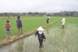 Kbang chú trọng sản xuất Đông Xuân