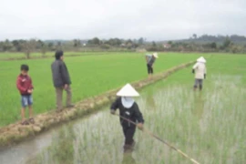 Kbang chú trọng sản xuất Đông Xuân