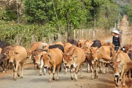 Gia Lai: Tiếp nhận 20.000 liều vắc xin lở mồm long móng