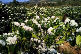 Sóng sánh mùa Xuân Tây Nguyên