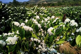 Sóng sánh mùa Xuân Tây Nguyên