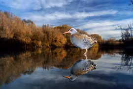 Chiêm ngưỡng những loài chim đẹp, lạ trên khắp thế giới