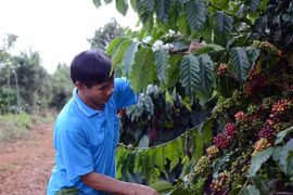 Làm gì để nâng cao giá trị nông sản Việt Nam sau thu hoạch