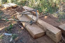 Hàng loạt cây gỗ lớn bị chặt phá tại Kon Tum