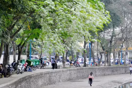 Nao lòng với một Hà Nội đẹp dịu dàng các mùa hoa tháng 3