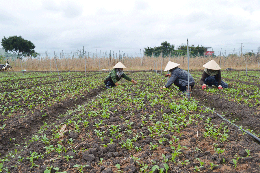 Phú Thiện: Phát triển sản xuất rau xanh gắn với bao tiêu sản phẩm