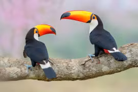 Đẹp ngỡ ngàng thế giới chim muông hoang dã