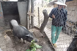 Tăng thu nhập nhờ nuôi heo đen