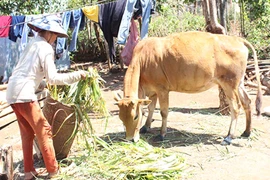 Huyện Mang Yang: Xuất hiện bệnh LMLM trên đàn gia súc