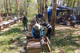 Nuôi ong lấy mật trong rừng cao su ở Tây Nguyên