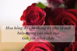 Ý nghĩa của các loài hoa tặng người phụ nữ ta thương