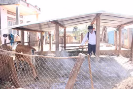 Mang Yang: Công bố dịch bệnh lở mồm long móng