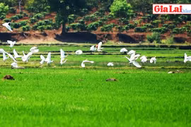 Chư Pah: Mênh mông cánh đồng cò