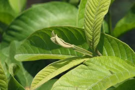 Chữa các bệnh đường ruột bằng bài thuốc từ lá ổi