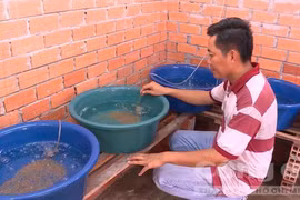 Khởi nghiệp thành công, thu tiền tỉ mỗi năm từ nuôi lươn