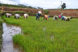 Mưa vàng giải hạn cho hàng ngàn ha cây trồng