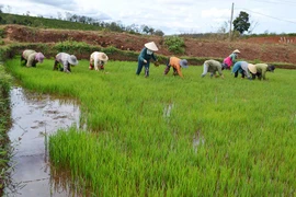 Mưa vàng giải hạn cho hàng ngàn ha cây trồng