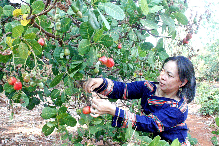 Điều được giá, nông dân phấn khởi