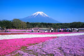 7 nơi ngắm hoa mùa xuân đẹp ngất ngây