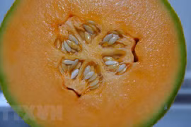 Australia: 3 người tử vong vì nhiễm khuẩn Listeria do ăn dưa lưới