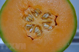 Australia: 3 người tử vong vì nhiễm khuẩn Listeria do ăn dưa lưới