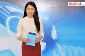 Gia Lai 48h: Mưa vàng giải hạn cho hàng ngàn ha cây trồng