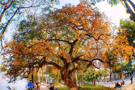 Hồ Gươm đẹp quyến rũ mùa lộc vừng thay lá