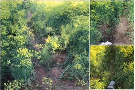 Cánh đồng hoa Ninh Thuận đóng cửa vì bị du khách dẫm nát