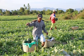 Nỗi lo "bảo kê" dưa hấu