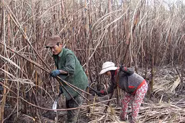 Mùa mía đắng!