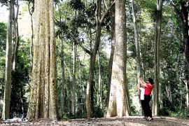 Độc đáo rừng nguyên sinh Tam Đình