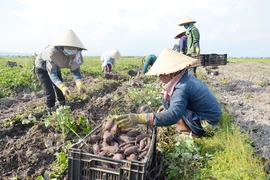 Trồng khoai lang Nhật Bản thu lãi lớn