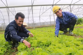 Trồng rau sạch, sống khỏe ở miền Trung
