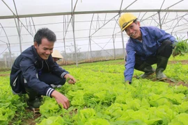Trồng rau sạch, sống khỏe ở miền Trung