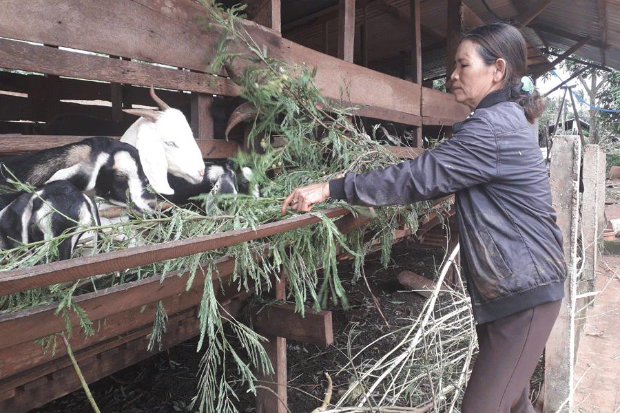 Nông dân Ia Le thu nhập cao nhờ chăn nuôi dê