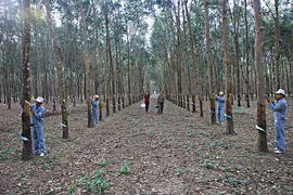 Những công nhân làm chủ núi rừng biên giới