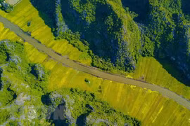 'Sắc vàng Tam Cốc-Tràng An' hấp dẫn du khách mùa lúa chín