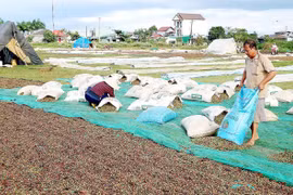 Tây Nguyên vỡ trận cây công nghiệp - Bài 2: Hệ lụy dây chuyền