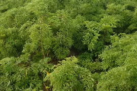 Đầu tư 600 tỷ vào dự án trồng dược liệu và khoai lang Nhật