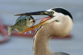 Ảnh thiên nhiên đẹp ngẩn ngơ từ cuộc thi ảnh du lịch NatGeo