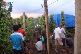 Người đàn ông chết bất thường trên rẫy ở miệng có nhiều máu