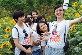 Giới trẻ rủ nhau check-in cánh đồng hoa hướng dương ở Fansipan