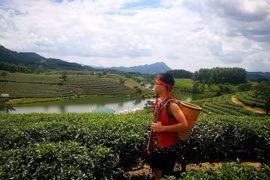 'Check in' đồi chè đẹp như tranh vẽ