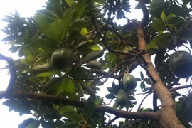 Mưa nhiều làm người trồng bơ lo lắng