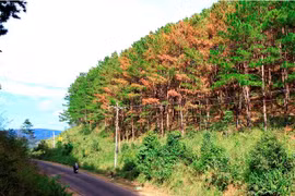 Ia Grai: 40% diện tích thông ba lá bị khô ngọn và chết