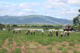 Krông Pa: Đẩy nhanh tiến độ gieo trồng vụ mùa