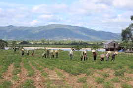 Krông Pa: Đẩy nhanh tiến độ gieo trồng vụ mùa