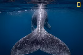 Nhiếp ảnh gia Nhật Bản giành 10.000 USD nhờ 'Nàng tiên cá'